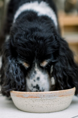 pet bowl keramiek handgemaakt hondenkom